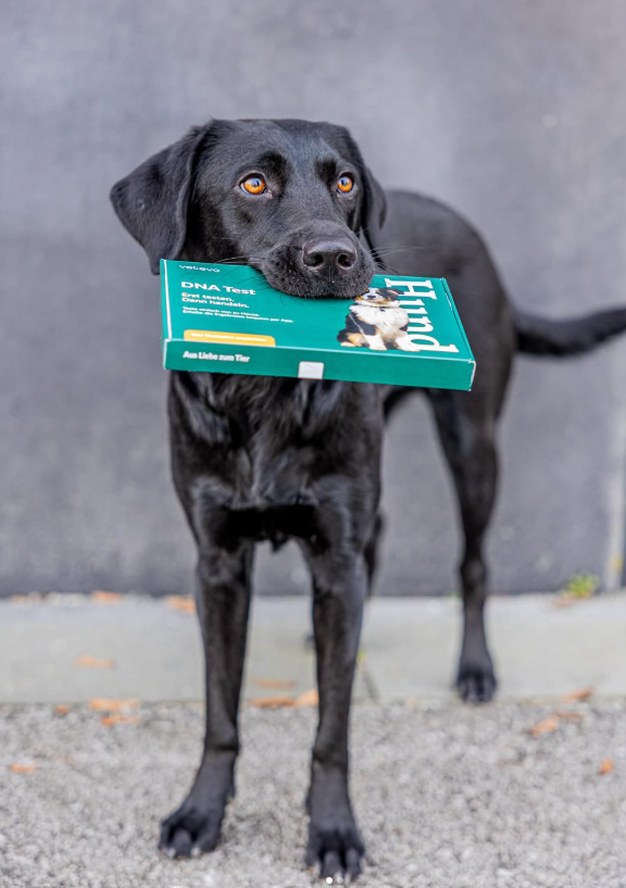 Hund mit Vetevo-Testbox